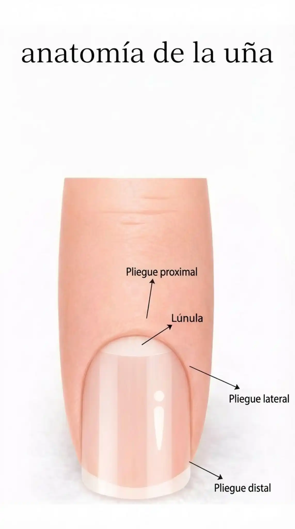 Keep_exact_same_3D_finger_illustration_Translate_-1769860266418