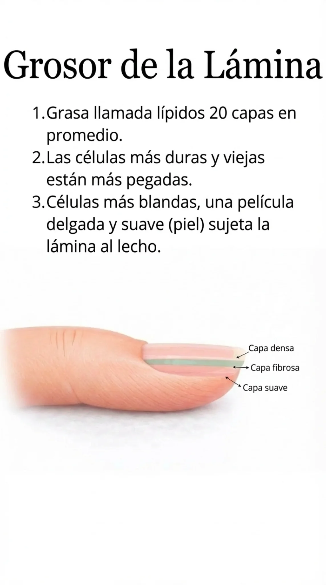 Keep_exact_same_finger_cross-section_with_layer_la-1769731940379