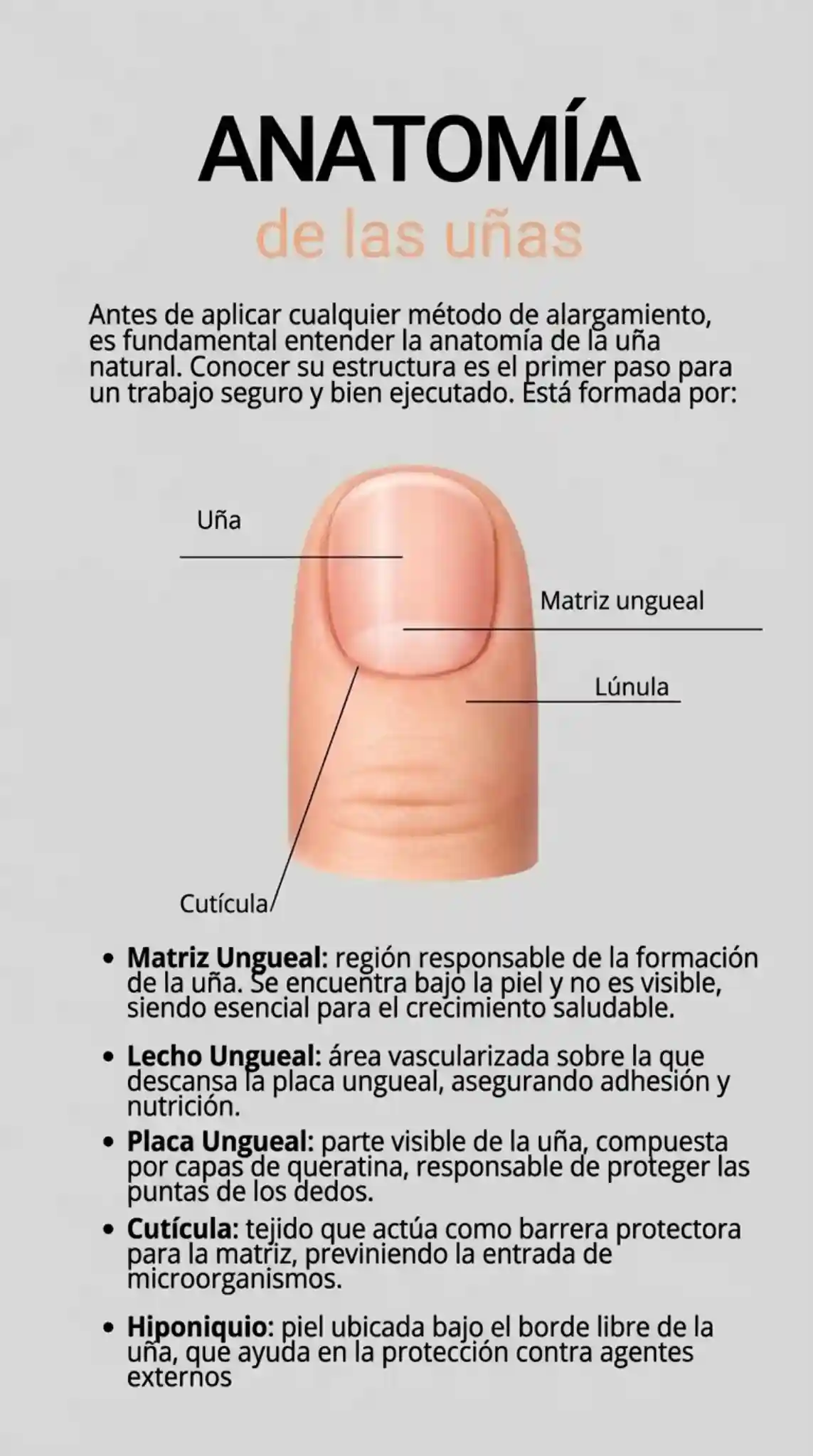 Keep_exact_same_finger_illustration_with_anatomica-1769732192077