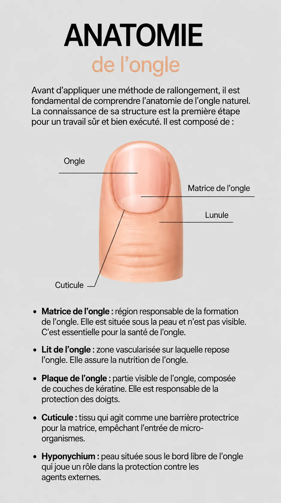 anatomie_de_longle_1143x2048
