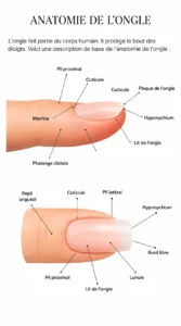 anatomie_ongle_complete_1143x2048