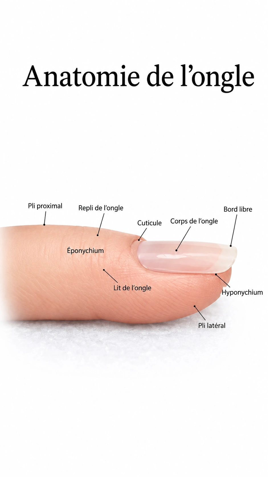 anatomie_ongle_fr