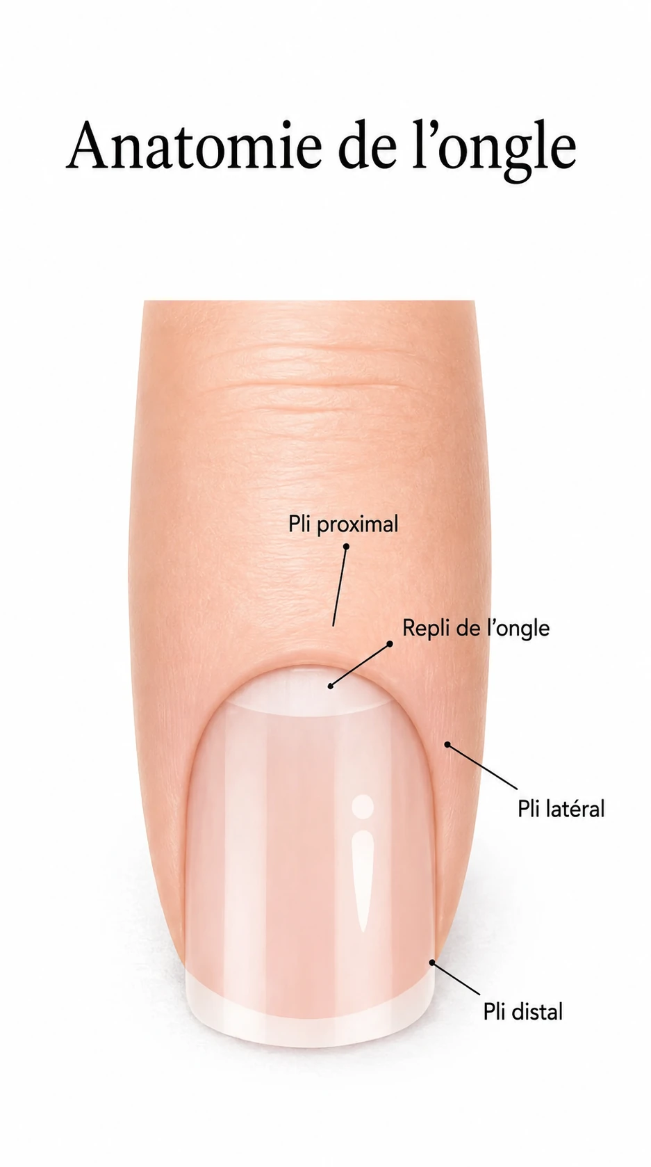 anatomie_ongle_vertical_1143x2048